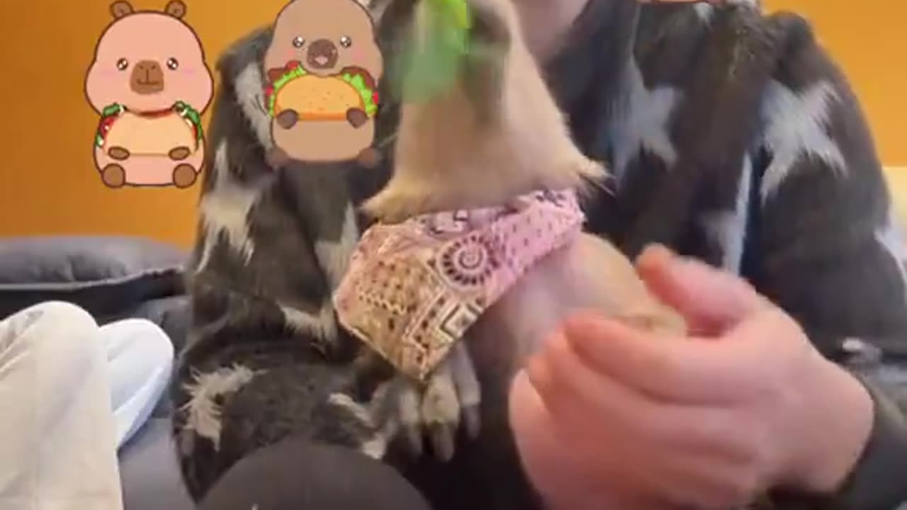 Capybara Mukbang