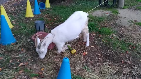 山羊さん落ち葉を食べるのに夢中