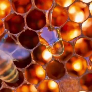 The Bees - hard work must always have a just value