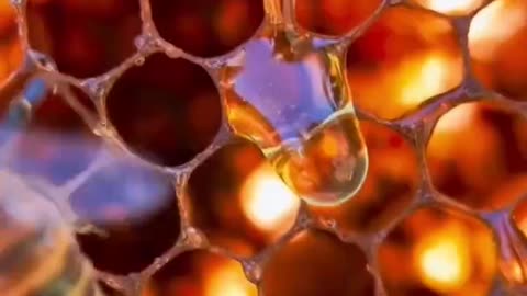 The Bees - hard work must always have a just value