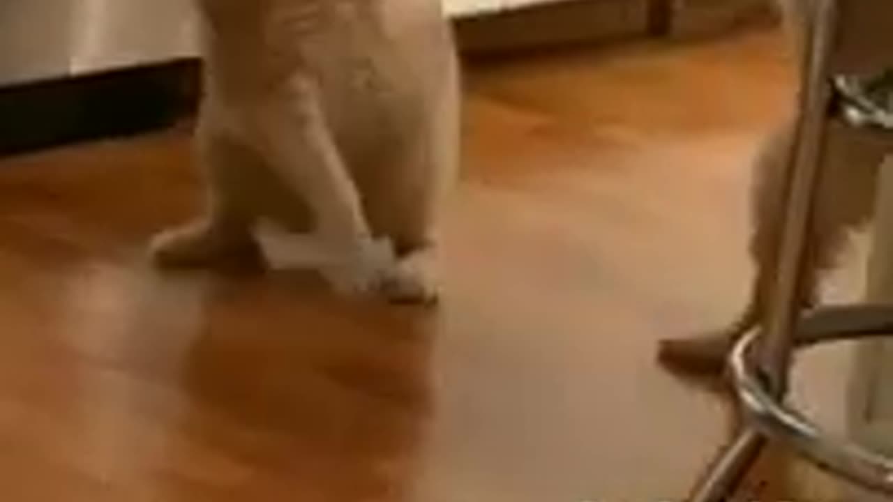 Two peanuts playing