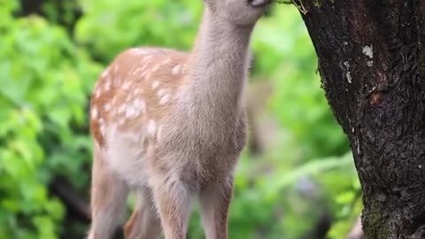 Cute deer amazing view 💞💞💞💞