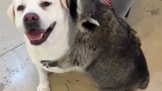 I am sorry but this is so cute