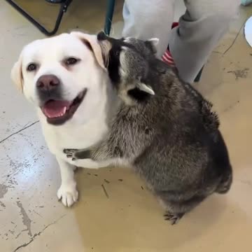 I am sorry but this is so cute