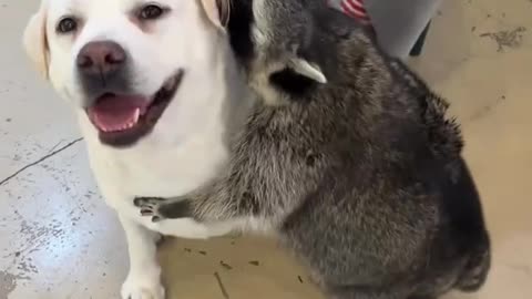 I am sorry but this is so cute