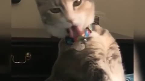 cat playing alone