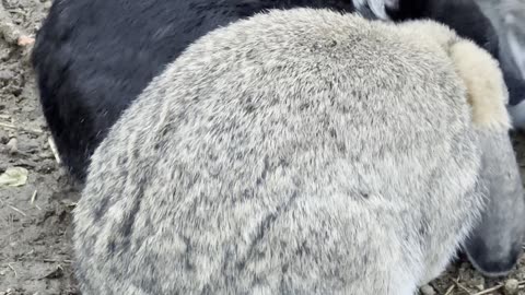 Detective Bunny Investigates the Ground 🕵️‍♂️