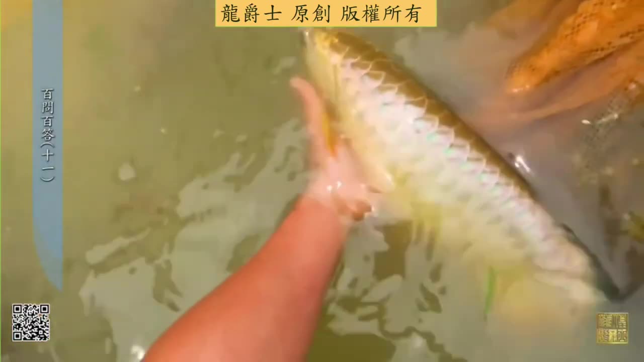 【龍爵士】千問千答 Q111 有養異形是不是不能放粗鹽