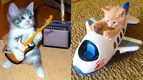 Baby Cats Reaction to Playing Toy - Funny Cat Toy Reaction Compilation
