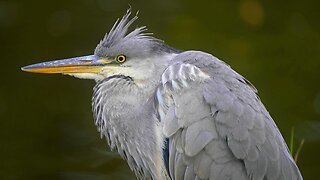 Juvenile Grey Heron Chillin at the Water's Edge