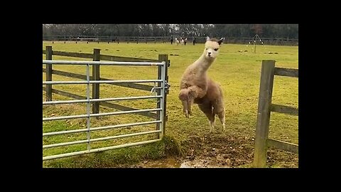 Funniest Farm Animals