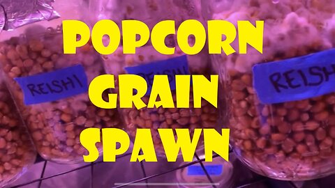 Popcorn Grain Spawn