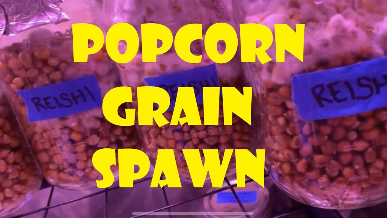 Popcorn Grain Spawn