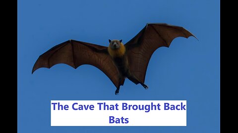 The Cave That Brought Back Bats