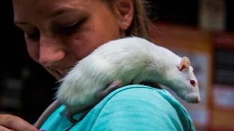 OS EXILADOS DE CAPELA - O CÃO, O GATO E O RATO