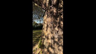 Squirrel says hi to me from a tree