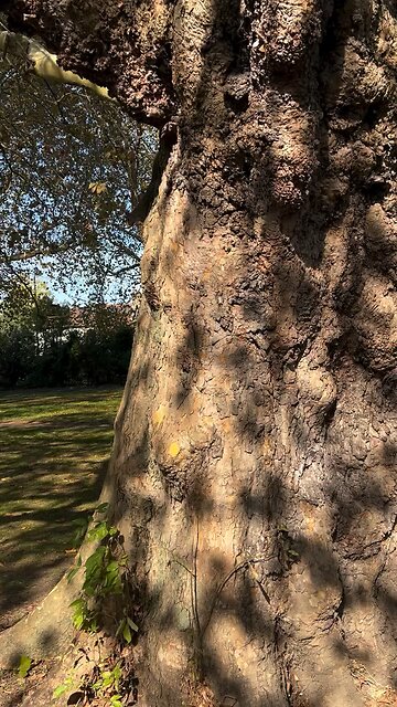 Squirrel says hi to me from a tree