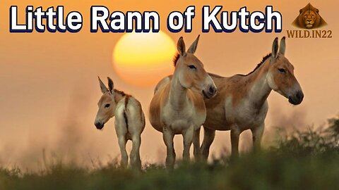 Indias Only Wild Ass Sanctuary Little Rann of Kutch Vlog | Oneday Trip near Ahmedabad