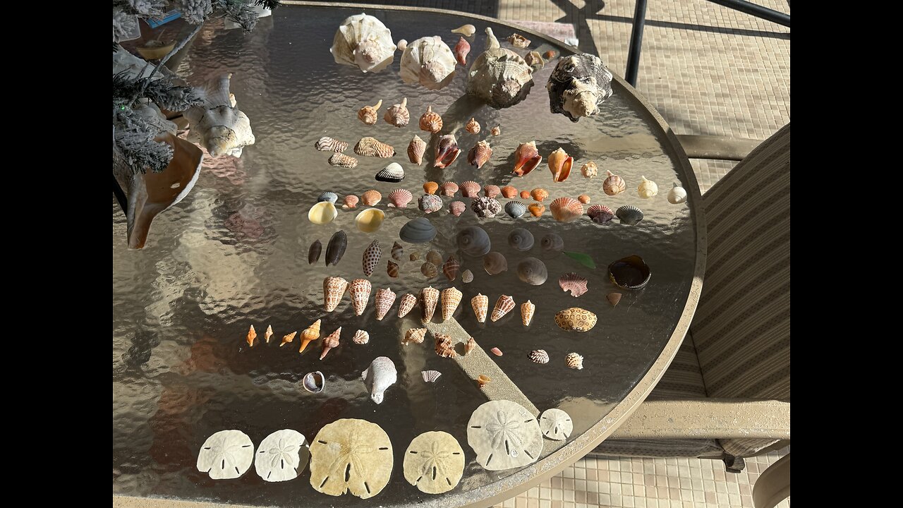 Beach Finds 12/5/2025 | 4K