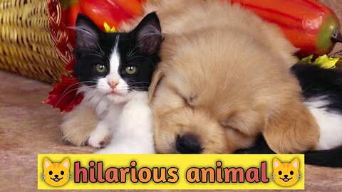 Hilarious pet || cute animal || funny cat || animal funny video