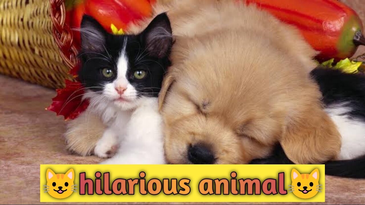 Hilarious pet || cute animal || funny cat || animal funny video