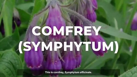 Health reform: comfrey replaces all fertilizers