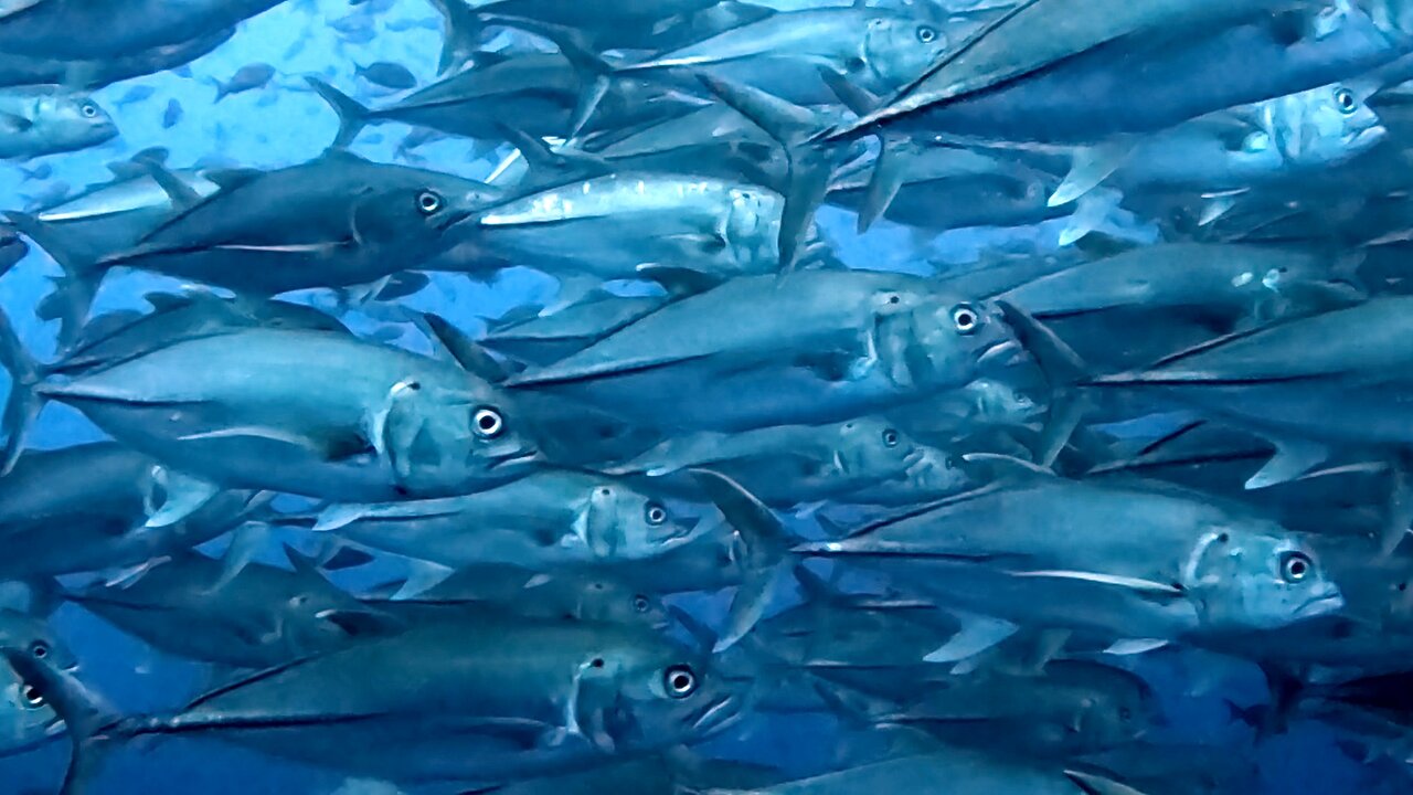 Diver is swallowed up by a passing bait ball at Darwin Island