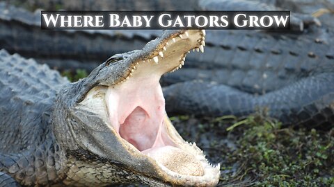 Where Baby Gators Grow Up