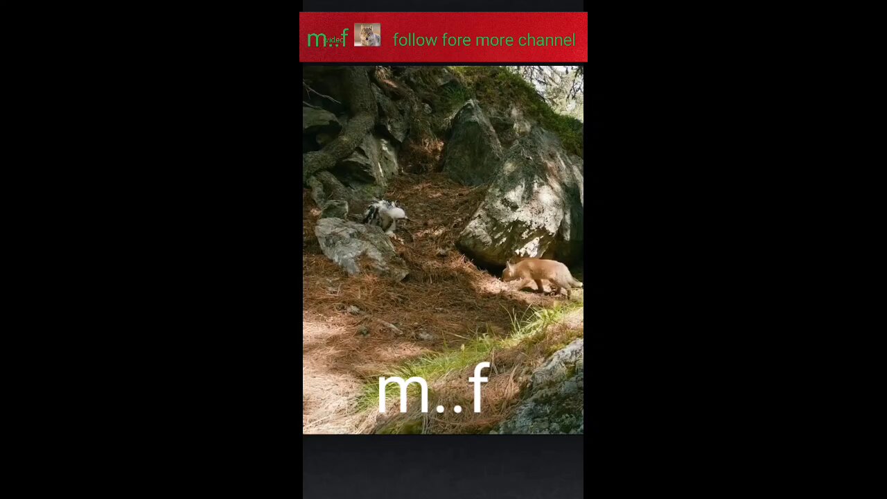 like comment and share video