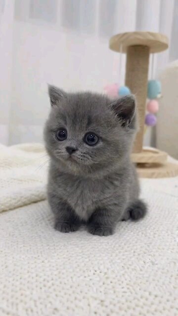 The world most beautiful cat