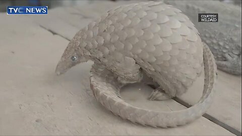 World Pangolin Day: Conservationists Call For Urgent Action To Prevent Extinction