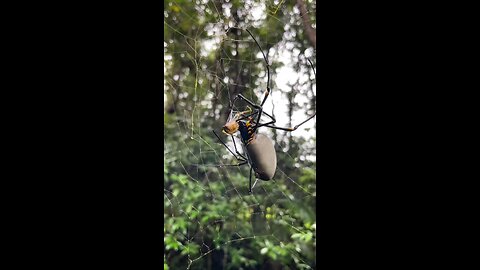 Sutra laba-laba ini lebih kuat dari baja