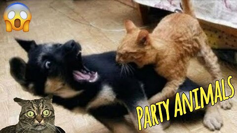 Funny Animals - Funny cats / dogs - Funny animals videos 2025