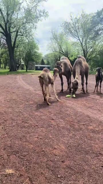 ADORABLE BABY CAMELS