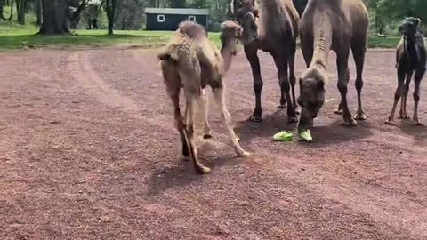 ADORABLE BABY CAMELS