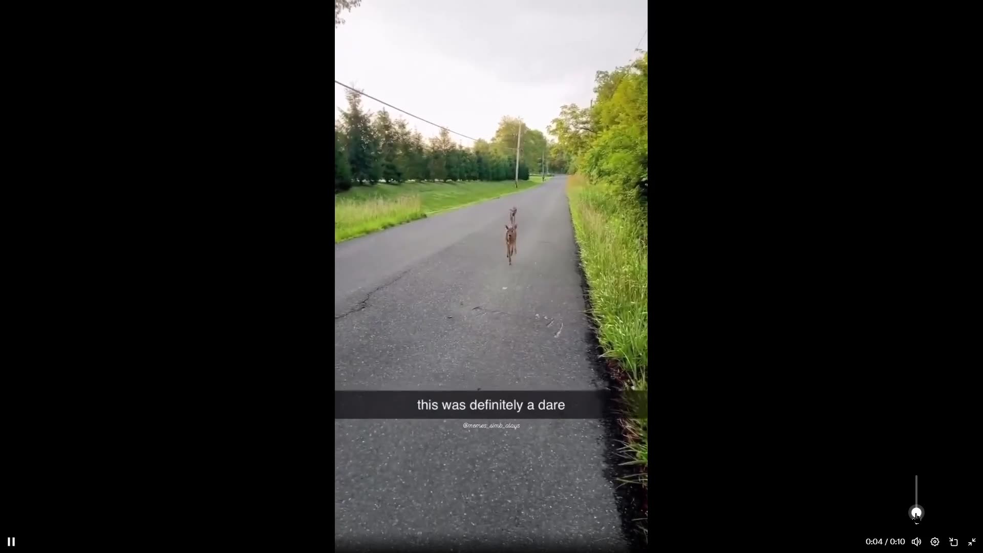 These Deer like to play lick a human and run...  10 sec clip