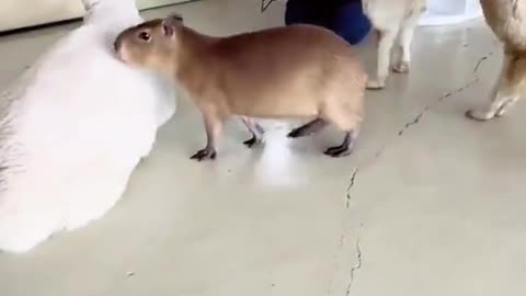 Why does the capybara get a pass from every animal they encounter