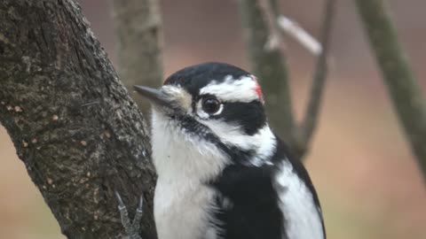 Downy Woodpecker