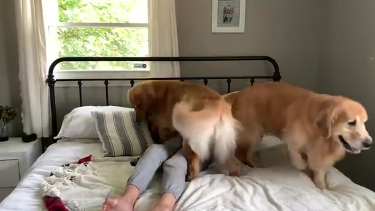 funny dogs Jealous 🐕❤️😂