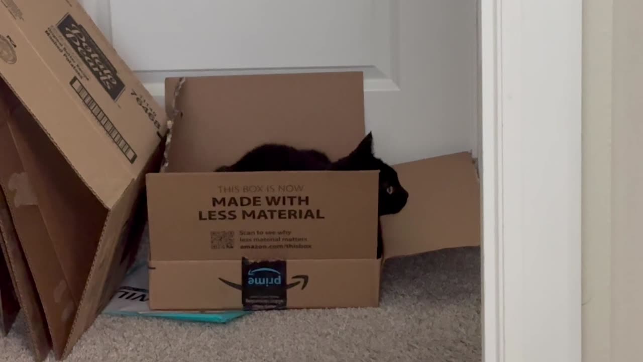 Precious Piper Checks Out Box as a Base of Security Operations - Adopting a Cat from a Shelter Vlog