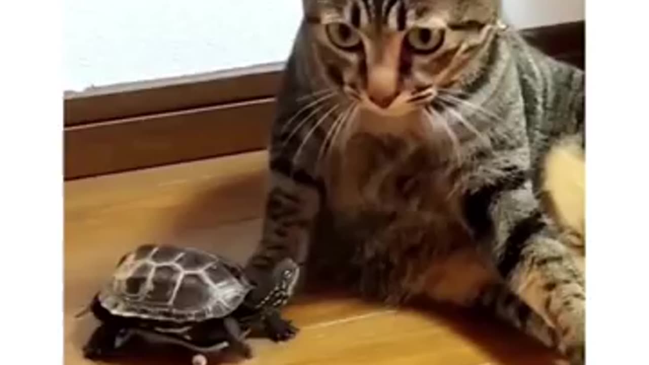 silly ahh turtle #lol #funny #bruh #funnymemes #meme #memes #turtle #trending #capcut #subscribe #xd