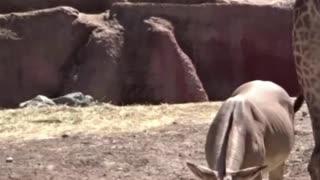 Somali donkey