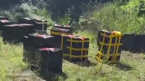 They are killing the bees and the bees that are poisoned are killing the wildlife