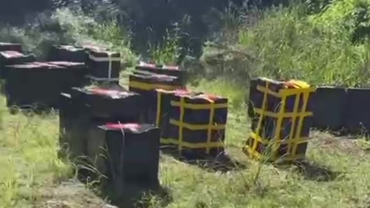 They are killing the bees and the bees that are poisoned are killing the wildlife