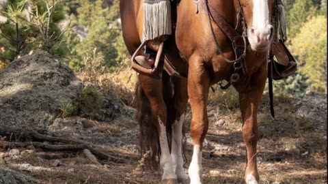 Trump releasing Epstein files! MTG receiving threats after MAGA split! Corruption in the White House