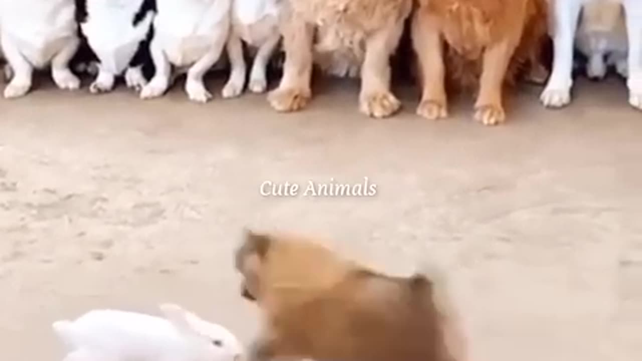 Funny animal