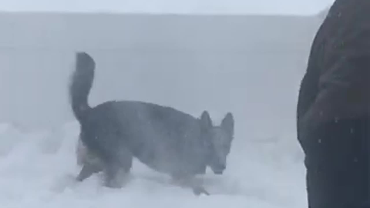 German Shepard Helps Dad Shovel Driveway