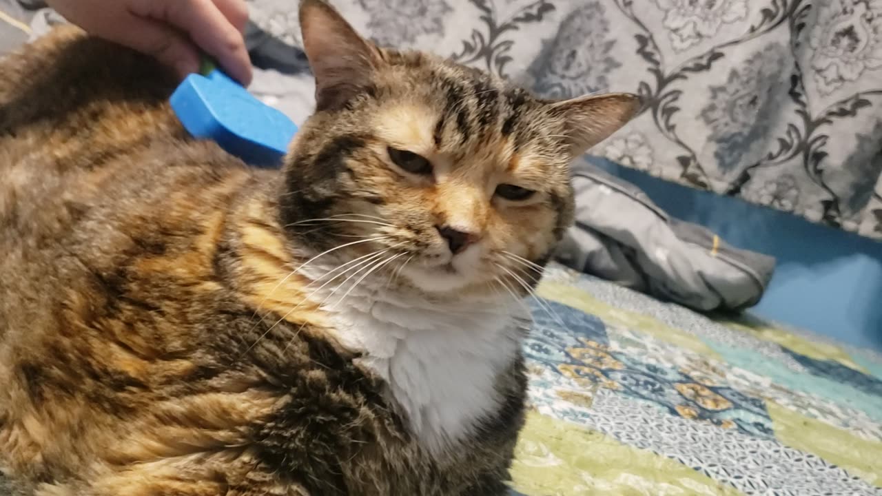 Brushing Turned Drama: Cat’s Epic Reaction You Have to See