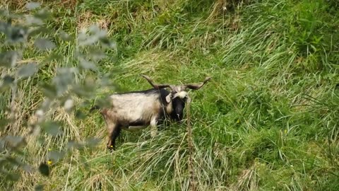 Big billy goat shot with the bow!