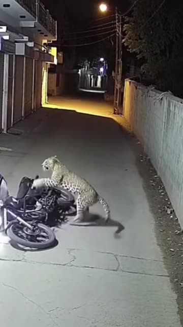 Leopard attack #tigerspotted #lionattack #leopard